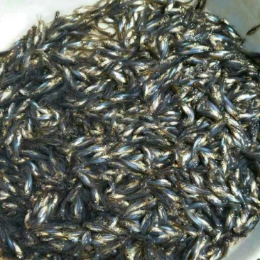 巴沙鱼