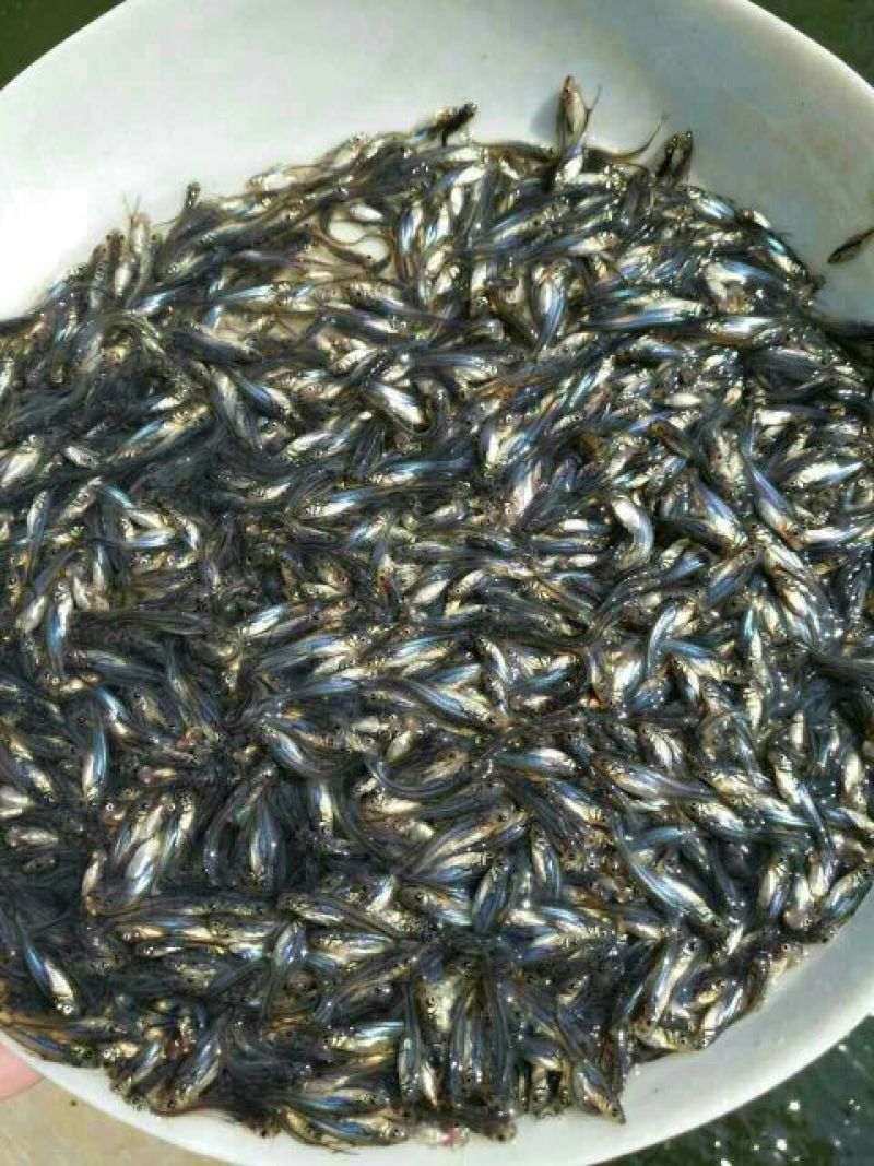 巴沙鱼