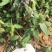 白毛夏枯草