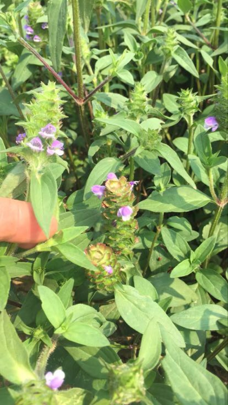 白毛夏枯草