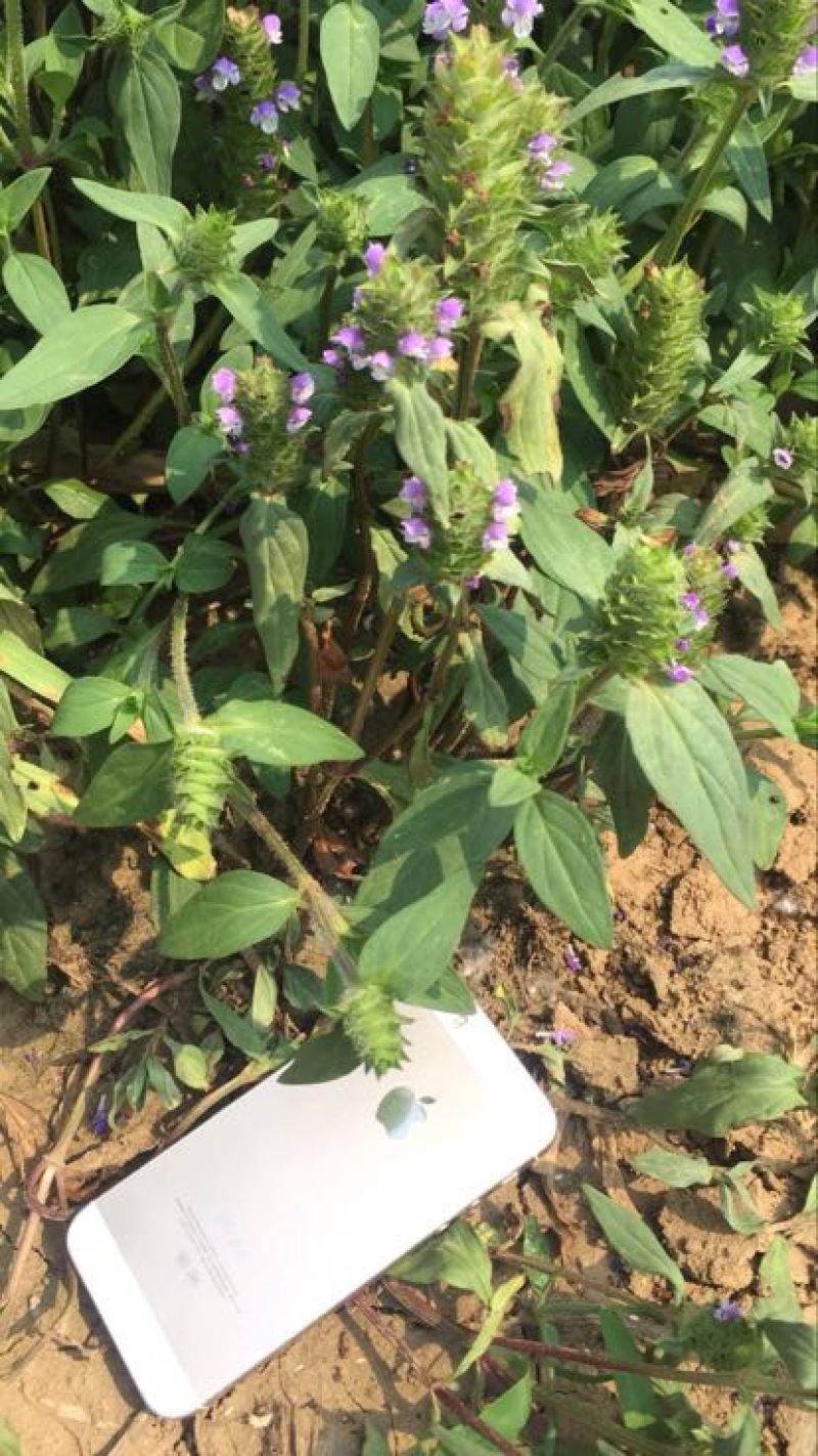 白毛夏枯草