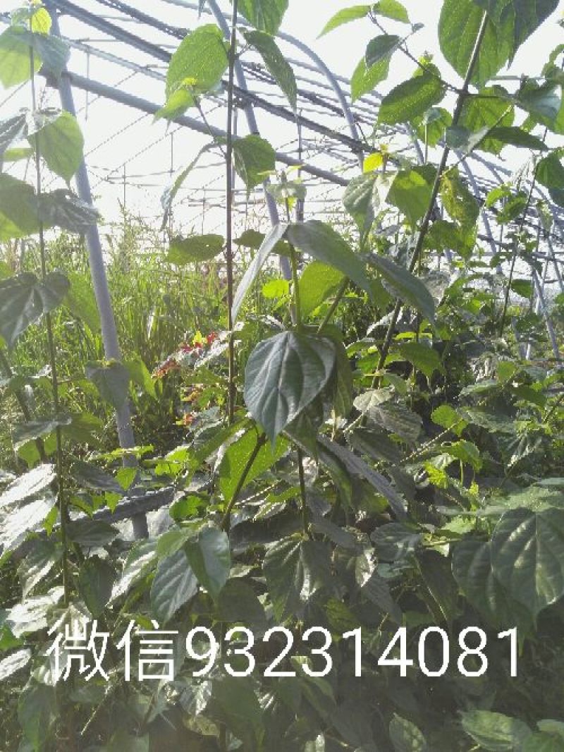 豆腐叶子