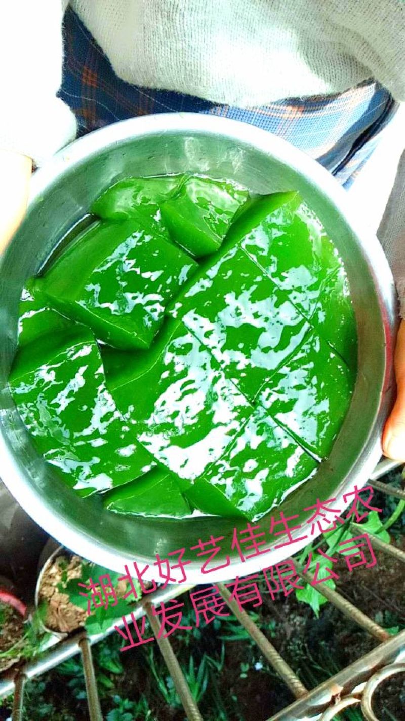 豆腐叶子