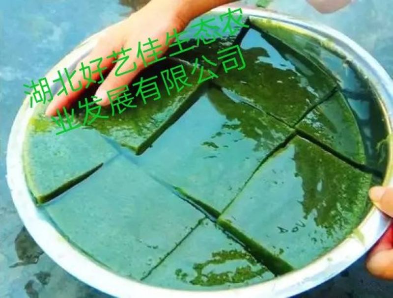 豆腐叶子