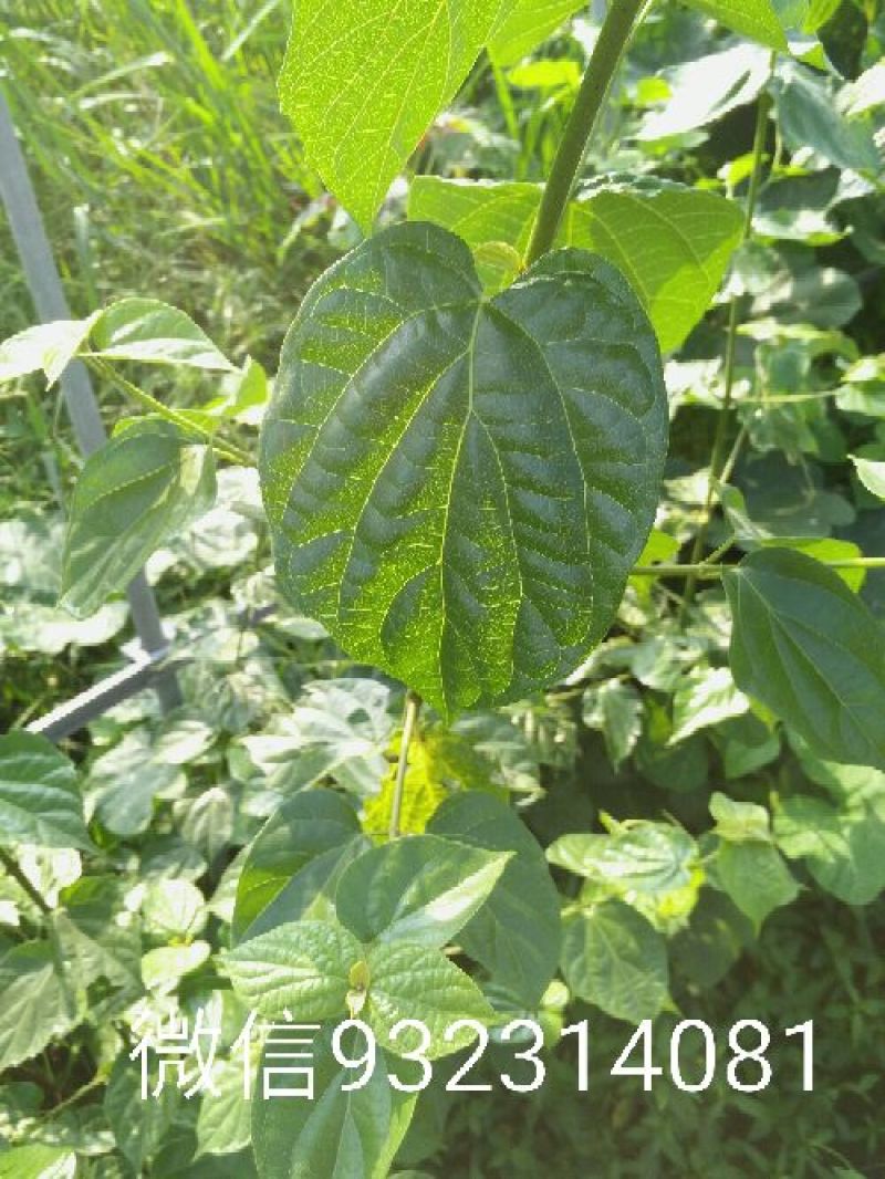 豆腐叶子