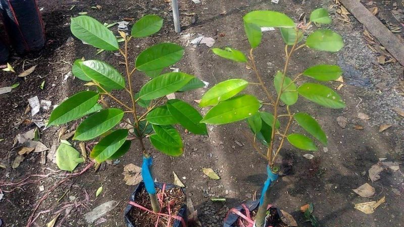 泰国榴莲猫山王榴莲苗金枕头榴莲