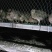 【实力商家】野鸡苗七彩山鸡苗出壳苗脱温苗欢迎咨询