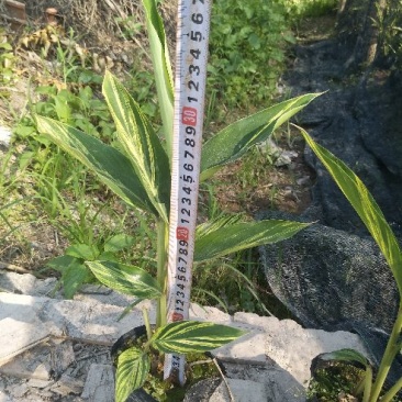 花叶良姜漳州基地绿化地被苗木
