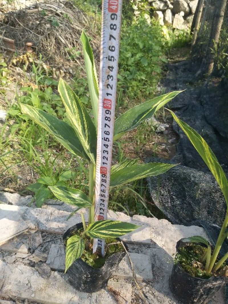 花叶良姜漳州基地绿化地被苗木
