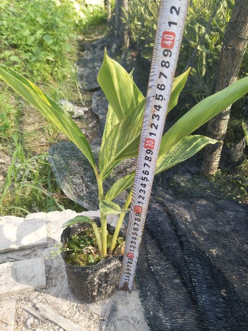 花叶良姜漳州基地绿化地被苗木