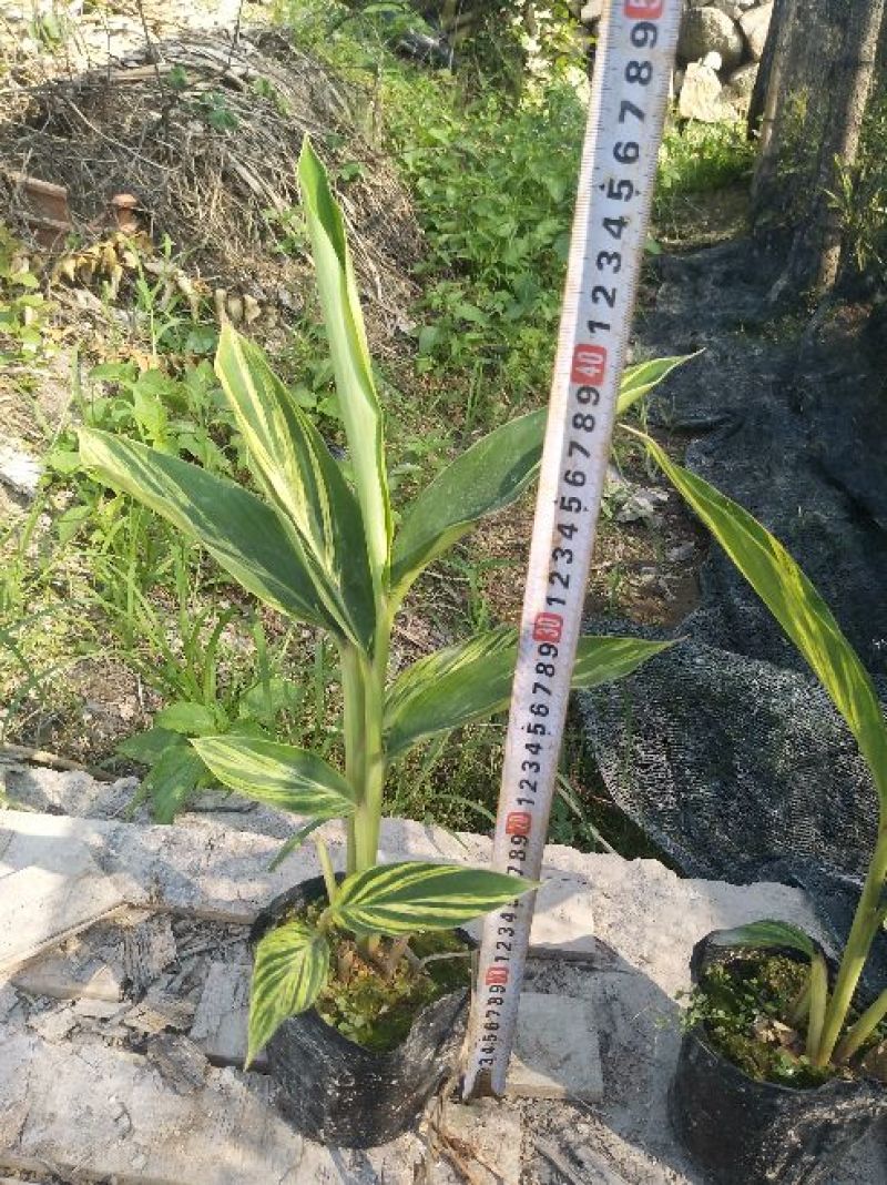 花叶良姜漳州基地绿化地被苗木