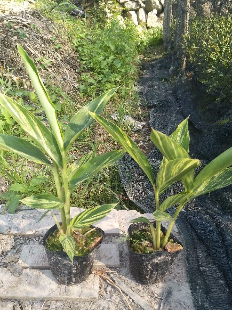 花叶良姜漳州基地绿化地被苗木