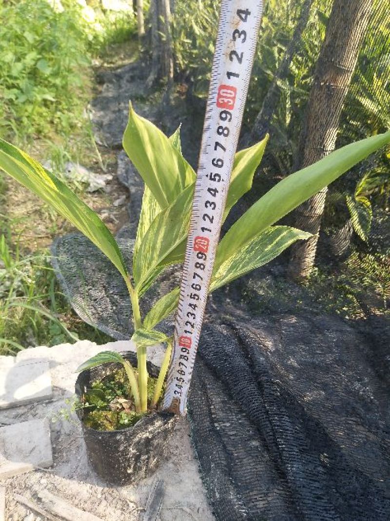 花叶良姜漳州基地绿化地被苗木