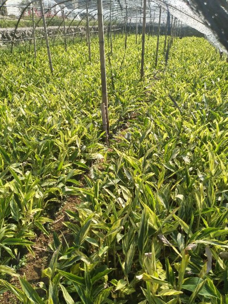花叶良姜漳州基地绿化地被苗木