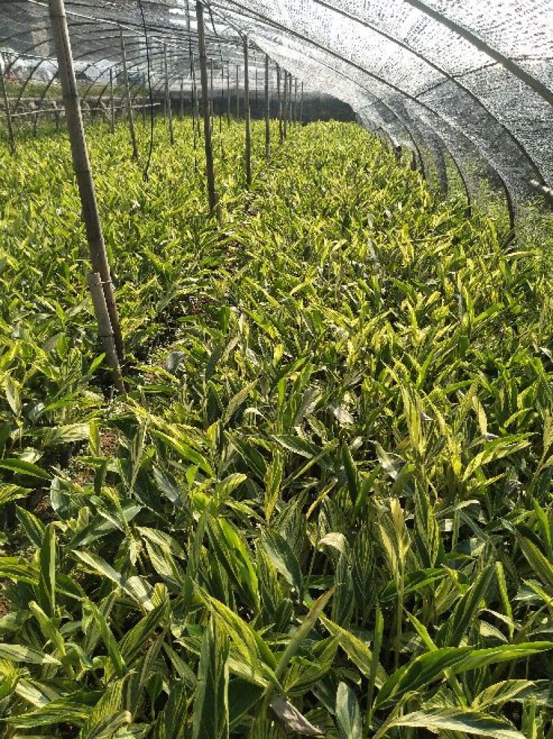 花叶良姜漳州基地绿化地被苗木