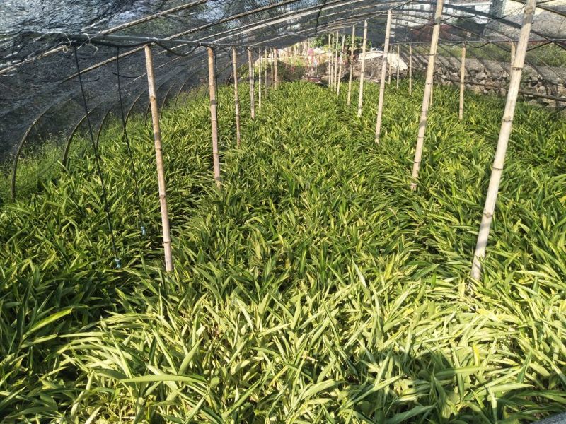 花叶良姜漳州基地绿化地被苗木