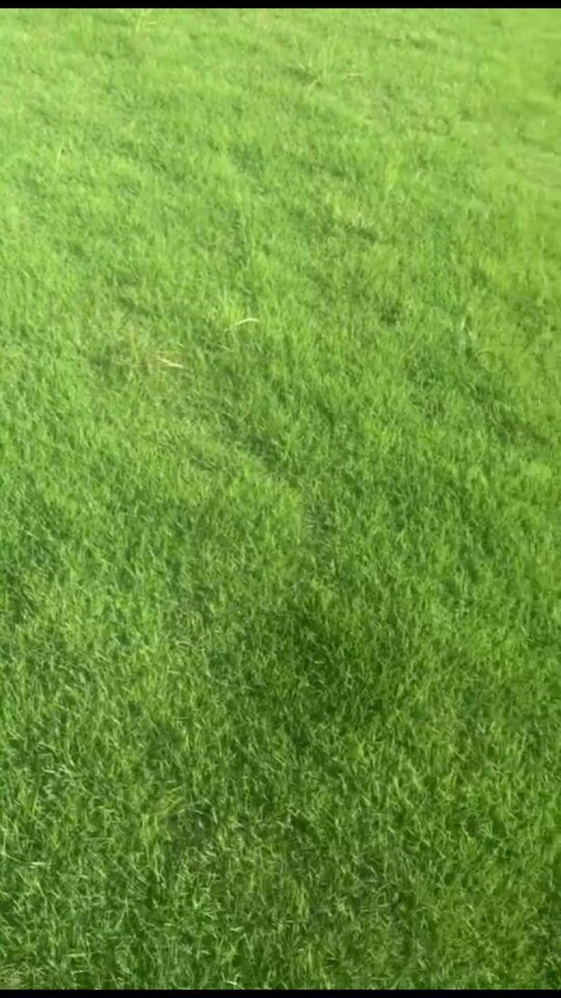马尼拉