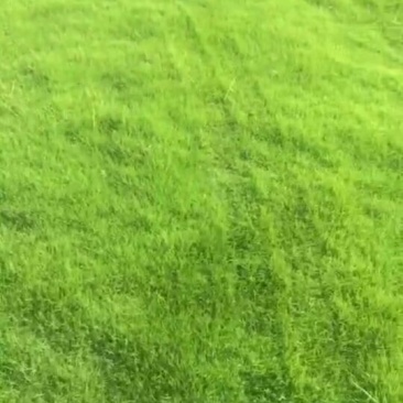 马尼拉草皮
