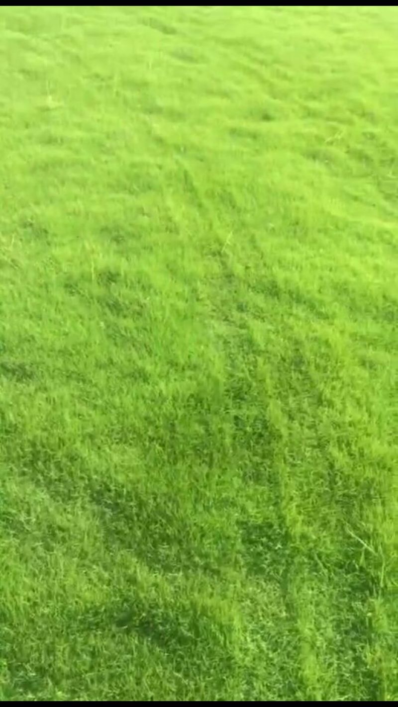 马尼拉草皮