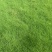 马尼拉草皮
