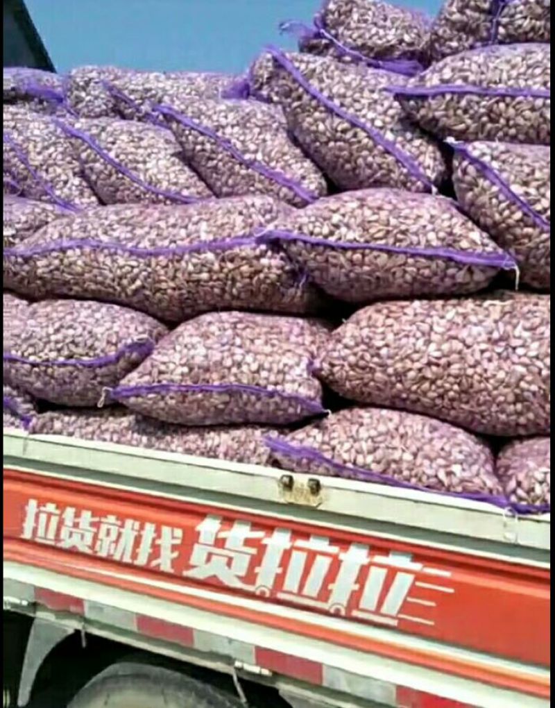 川蒜种红根蒜苗种子，蒜种大量供应中！欢迎洽谈！