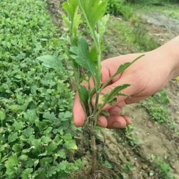 菊花苗各种规格菊花苗技术指导回收
