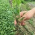 菊花苗各种规格菊花苗技术指导回收