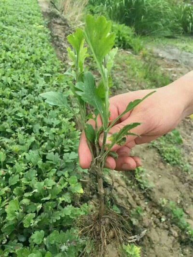 菊花苗各种规格菊花苗技术指导回收