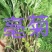 菊花苗各种规格菊花苗技术指导回收