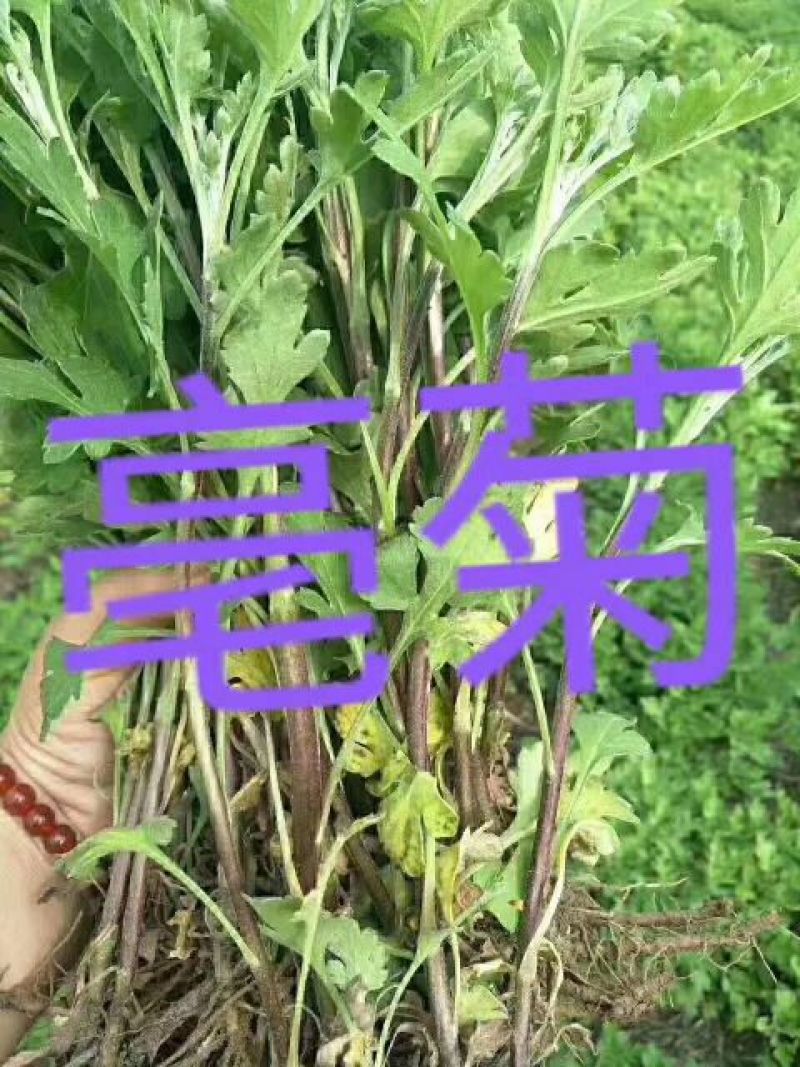 菊花苗各种规格菊花苗技术指导回收