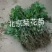 菊花苗各种规格菊花苗技术指导回收