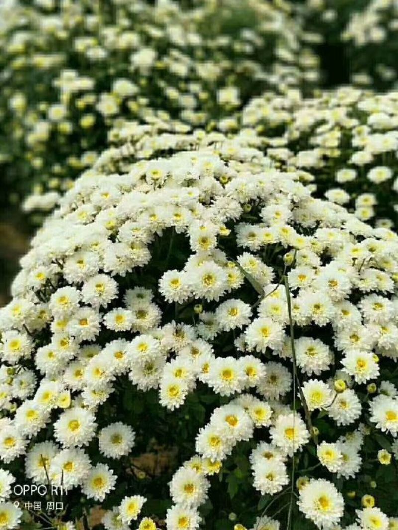 菊花苗各种规格菊花苗技术指导回收