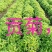 菊花苗各种规格菊花苗技术指导回收