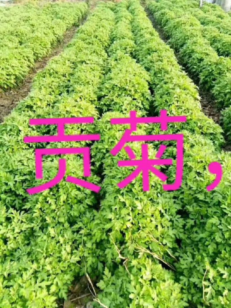 菊花苗各种规格菊花苗技术指导回收