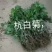 菊花苗各种规格菊花苗技术指导回收