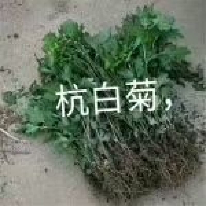 菊花苗各种规格菊花苗技术指导回收