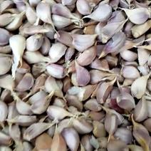 江苏徐州精品川蒜种，红根蒜苗种，苔蒜种，紫皮川蒜种