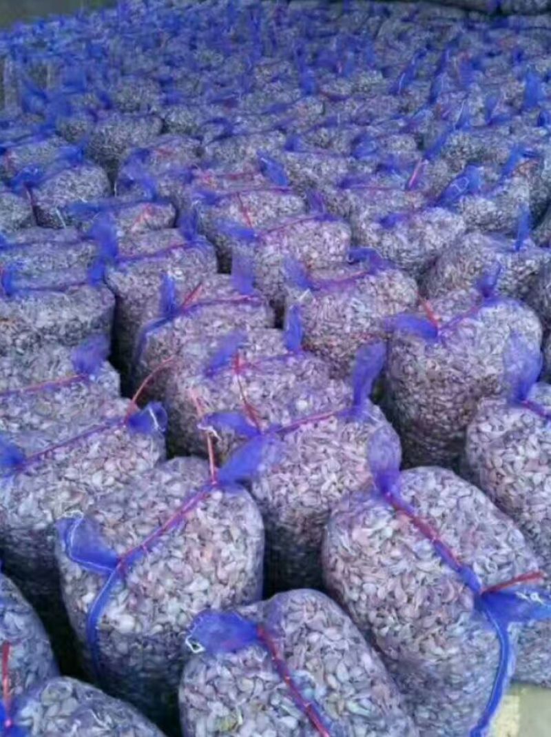 江苏徐州精品红蒜种蒜种