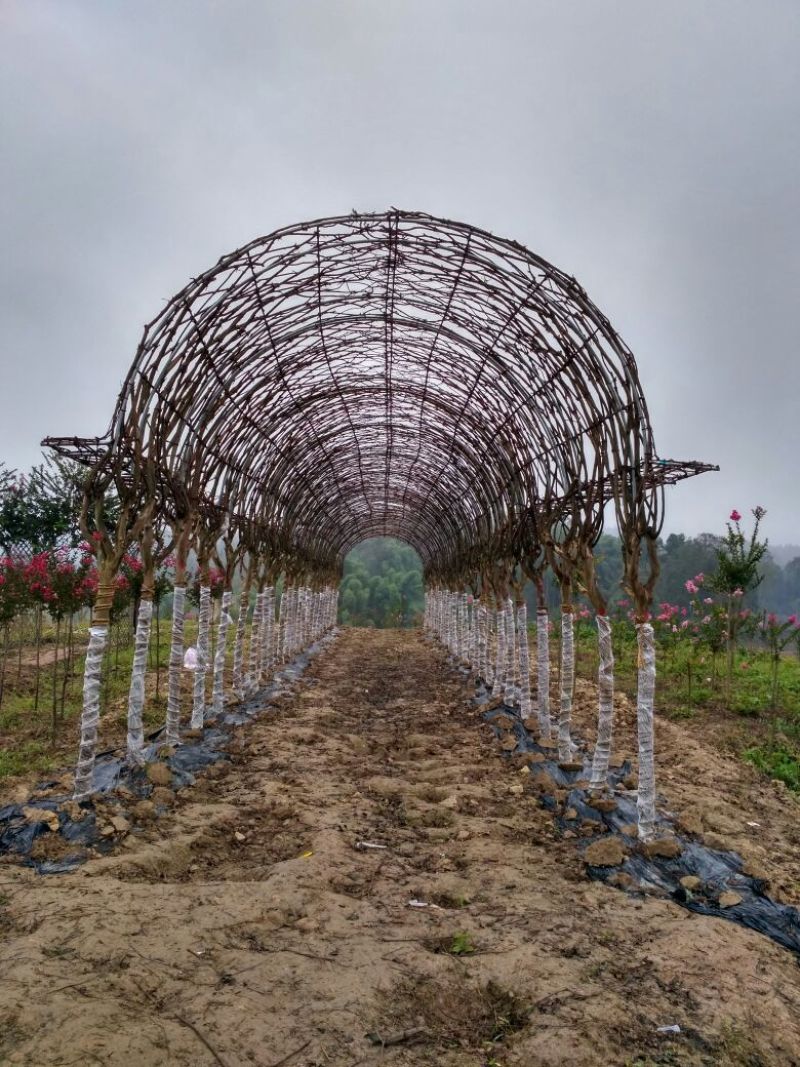 金银花1米以下种植户基地直销