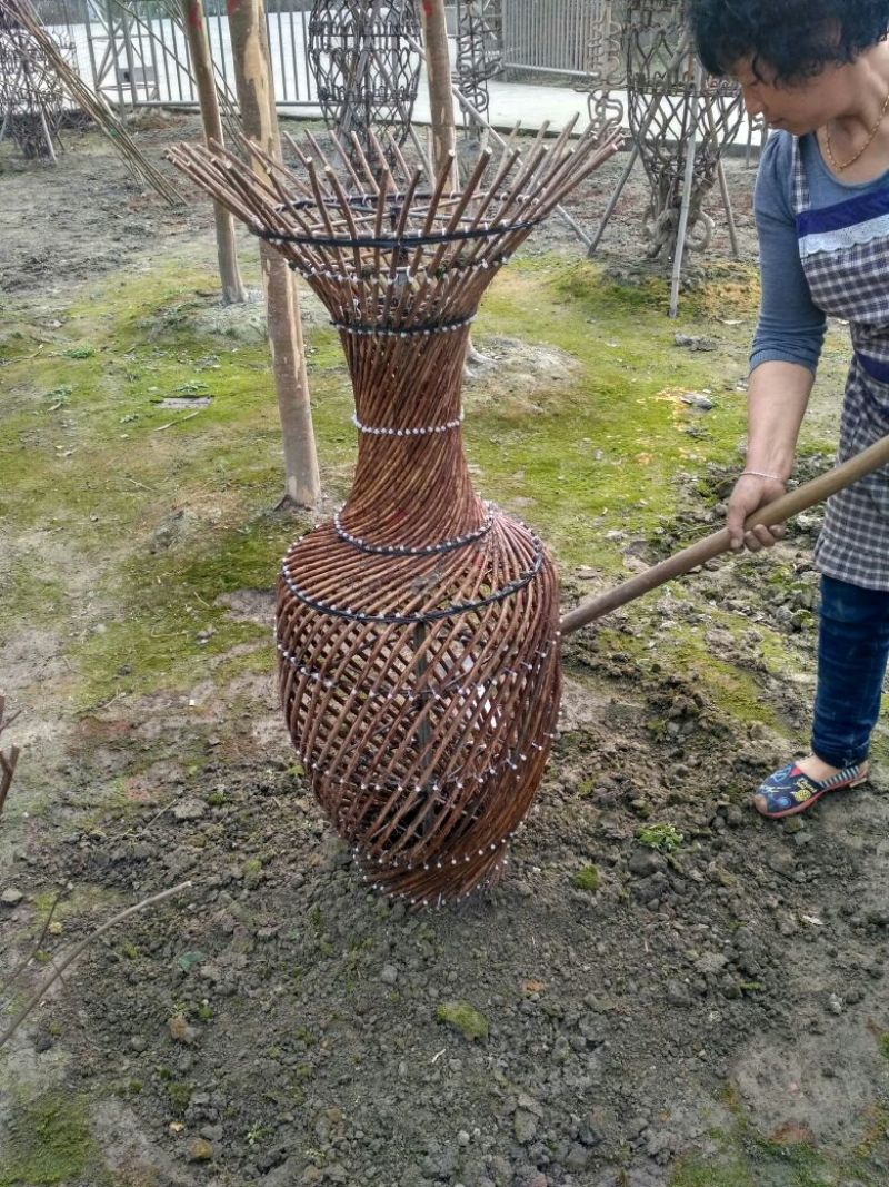 金银花1米以下种植户基地直销