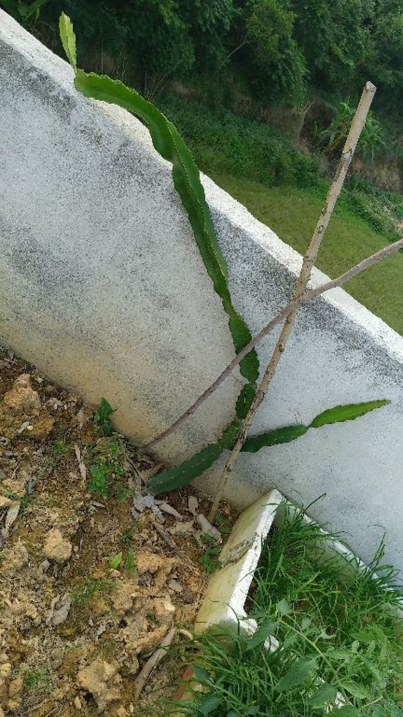 火龙果苗