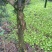 罗汉松苗，高度10~20cm，种植户基地直销