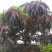 罗汉松苗，高度10~20cm，种植户基地直销