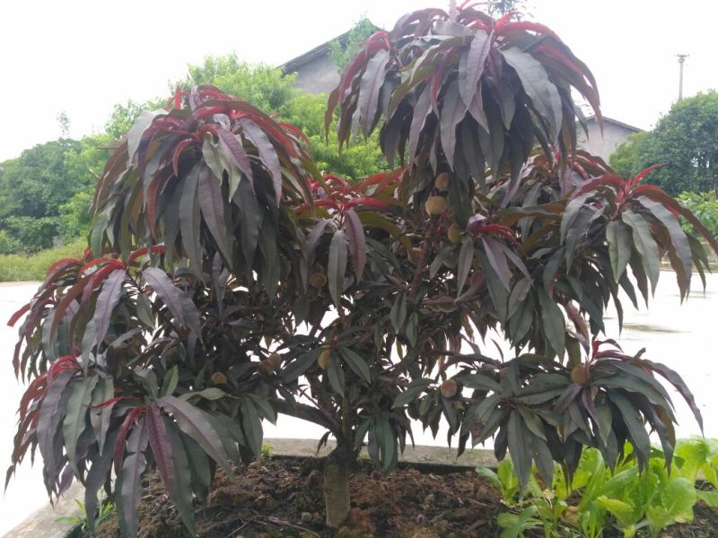 罗汉松苗，高度10~20cm，种植户基地直销