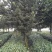 罗汉松苗，高度10~20cm，种植户基地直销