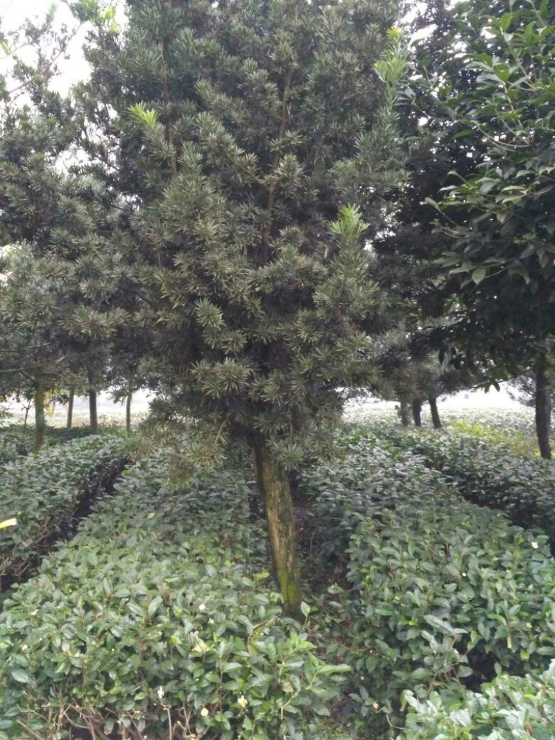 罗汉松苗，高度10~20cm，种植户基地直销