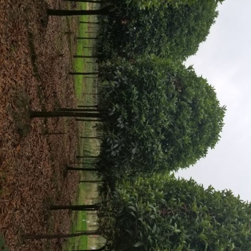 桂花，8_20大量出售，成都本地货，各种规格均有，价格低