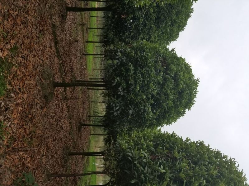 桂花，8_20大量出售，成都本地货，各种规格均有，价格低