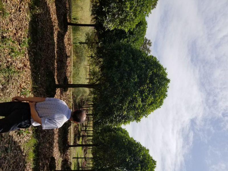 桂花，8_20大量出售，成都本地货，各种规格均有，价格低