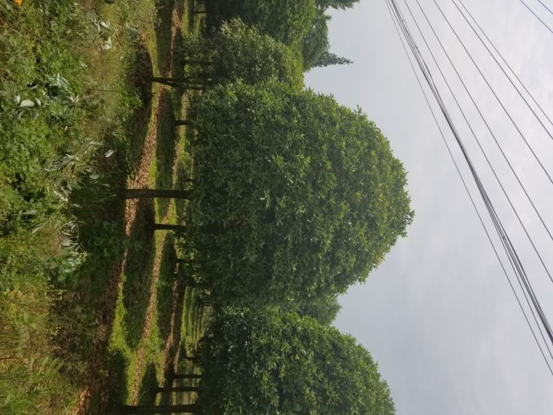 桂花，8_20大量出售，成都本地货，各种规格均有，价格低